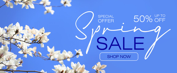 Beautiful blossoming magnolia tree on blue background. Spring sale