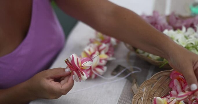 Woman making Hawaiian Lei and Hahu. Process of Handmade flower crown made from Hawaii flower Plumeria.
