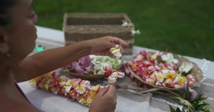 Woman making Hawaiian Lei and Hahu. Process of Handmade flower crown made from Hawaii flower Plumeria.