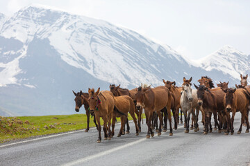 Fototapeta na wymiar background snowy mountains and free horses, Cukurca, Hakkari