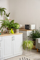 Different houseplants with gardening tools on table in kitchen