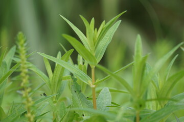 Rotala ramosior (also known lowland rotala) grass. This plant is sometimes grown in aquariums.