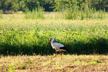 A stork walks across a mowed field looking for food. - 589761398