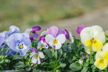 Group of different colorful pansies. Copyspace.