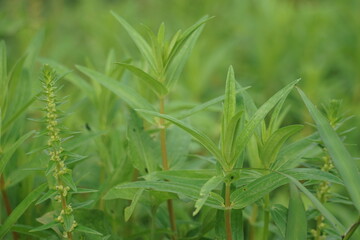 Fototapeta na wymiar Rotala ramosior (also known lowland rotala) grass. This plant is sometimes grown in aquariums.