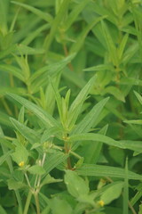 Rotala ramosior (also known lowland rotala) grass. This plant is sometimes grown in aquariums.