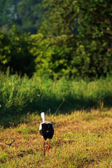A stork walks across a mowed field looking for food. - 589762372
