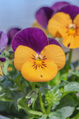 Pansy blossom with orange and purple colored petals.
