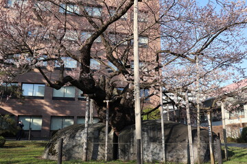 岩手県盛岡市の石割桜