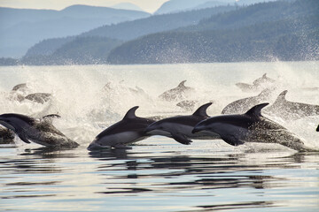 Vancouver Island © mischa