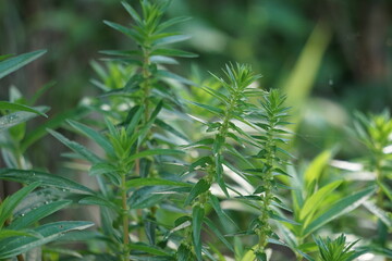 Rotala ramosior (also known lowland rotala) grass. This plant is sometimes grown in aquariums.