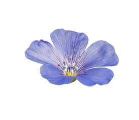 perennial blue flax (linum perenne) flower isolated