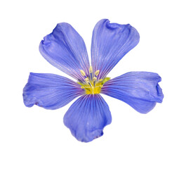 blue flax flower closeup on white background