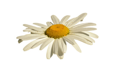 white daisy flower closeup from the side white background