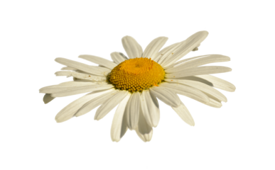 white daisy flower closeup from the side white background