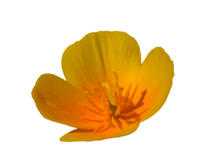 orange California poppy, golden poppy, California sunlight, cup of gold (eschscholzia) flower isolated