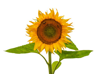 Obraz premium sunflower (Helianthus) flower against the sky
