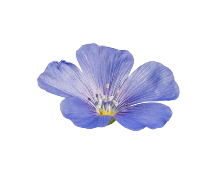 perennial blue flax (linum perenne) flower isolated