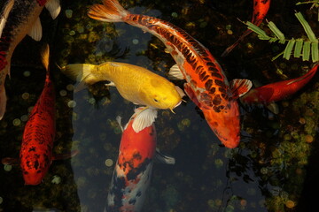 Koi fish swimming around in the pond