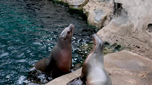 female and male sea lions woman sits on stone a man dives into water and swims into distance she spread her flippers and looks after him northern fur seal eared seals Vancouver Aquarium, BC, Canada
