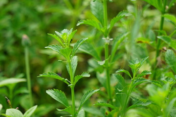Scoparia dulcis (licorice weed, goatweed, scoparia-weed, sweet-broom, tapeiçava, tapixaba, vassourin, kallurukki, Sapu manis). it has been used for various problems such as hemorrhoids and wounds