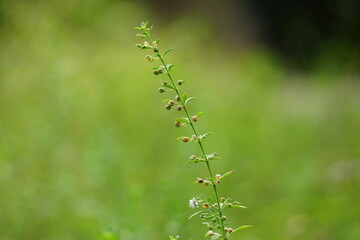 Scoparia dulcis (licorice weed, goatweed, scoparia-weed, sweet-broom, tapeiçava, tapixaba, vassourin, kallurukki, Sapu manis). it has been used for various problems such as hemorrhoids and wounds
