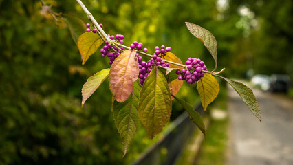 Herbst Pflanze