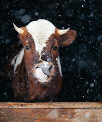 Portrait of a happy cow looking full face against a fairy background. The concept of vegetarianism.