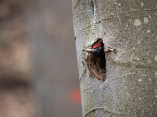 black woodpecker in the nest hole, woodpecker on the tree