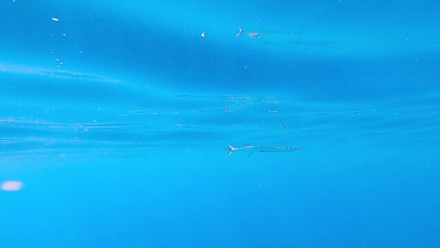 Needle fish swimming on the surface in blue water of the pacific . Also called sea needle, garfish, Houndfish or crocodile Tylosurus crocodilus -Belone belone