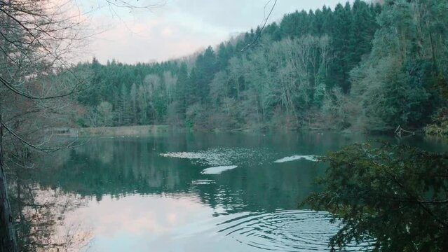 Tracking shot of ducks flying and then landing in the open lake surrounded by trees, stroud, bristol, england