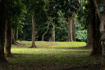 Dark Greenery nature ion the park or forest