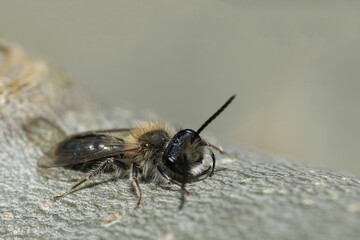 Closeup on a male mellow miner bee, Andrena mitis warming up on a piece of wood