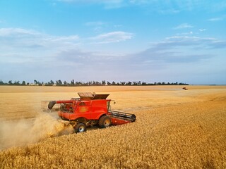 Obraz premium Aerial drone photo of red harvester working in wheat field on sunset. Combine harvesting machine driver cutting crop in farmland. Organic farming. Agriculture theme, harvesting season.