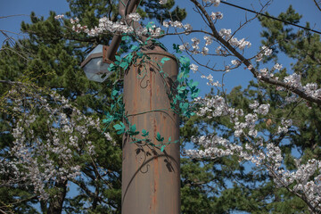 Fototapeta premium 新潟市の風景