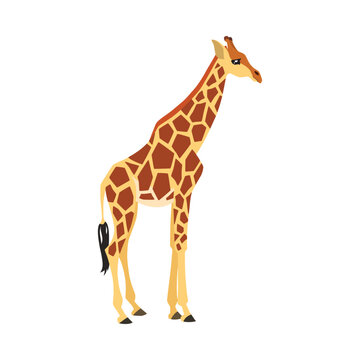 Animal illustration. Standing giraffe drawn in a flat style. Isolated object on a white background. Vector 10 EPS