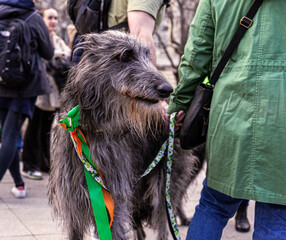 Budapest Hungary 2023 March: Irish Wolfhound at the Saint Patrick's Festival