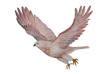 Predatory gray bird falcon is drawn in watercolor and isolated on a white background.