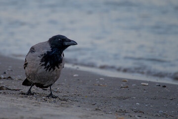 close-up of a hooded crow at the shore line of the Baltic Sea