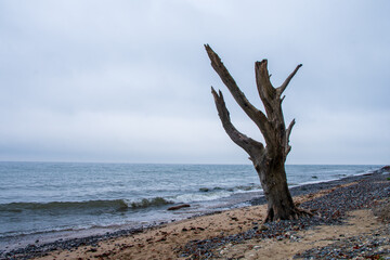 a single dead tree standing at a sandy
 beach of the Baltic Sea with cloudy sky