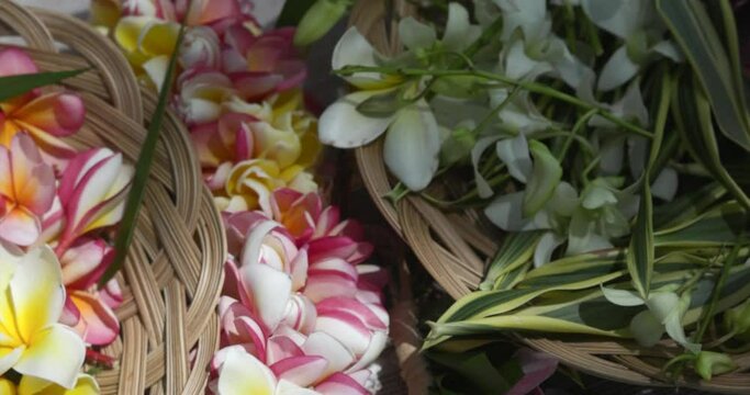 Hawaiian Lei and Hahu. Process of Handmade flower crown made from Hawaii flower Plumeria.