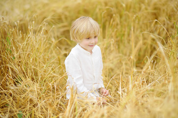 Portrait of cute preschooler boy on gold wheat autumn field. Child wearing white shirt walk in grain-field.