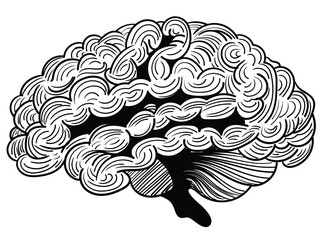 Explore the intricacies of the human brain with this detailed black and white illustration. Perfect for educational materials, medical publications, or as a unique piece of decor for any neuroscience