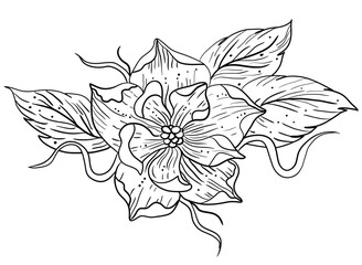 Our beautifully detailed black and white flower illustration is perfect for coloring book enthusiasts looking for a relaxing and meditative activity. This intricate design captures the delicate beauty