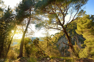 Pine forest on the mountains nearby Budva on a summer day.