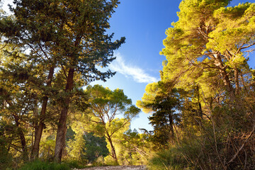 Fototapeta premium Pine forest on the mountains nearby Budva on a summer day.