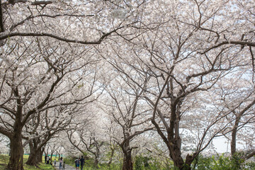 Fototapeta na wymiar 新潟市の風景