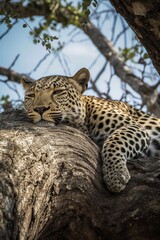 Obraz premium realistic leopard in the tree