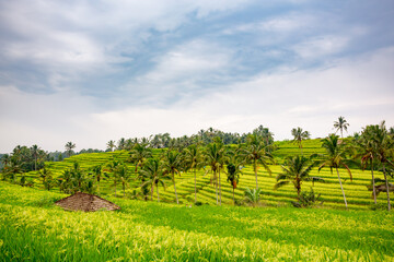 Fototapeta na wymiar Rice fields in Jatiluwih, Bali, Indonesia 