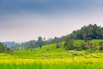 Rice fields in Jatiluwih, Bali, Indonesia	